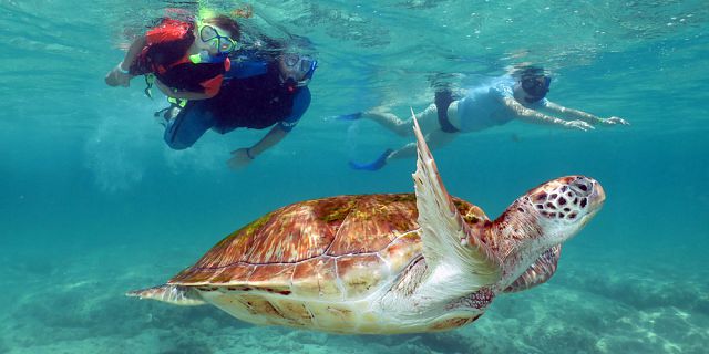 Snorkel with turtles 2 hour private boat trip in the north (1)